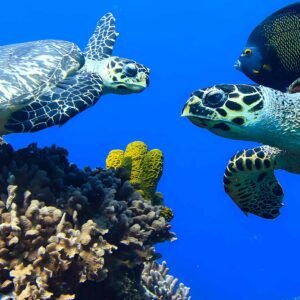 hero lchv acuariomichin