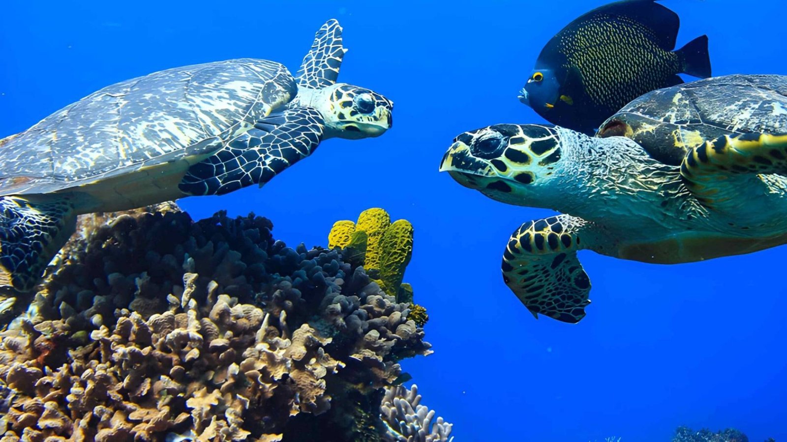 HERO LCHV ACUARIOMICHIN 1 Scaled